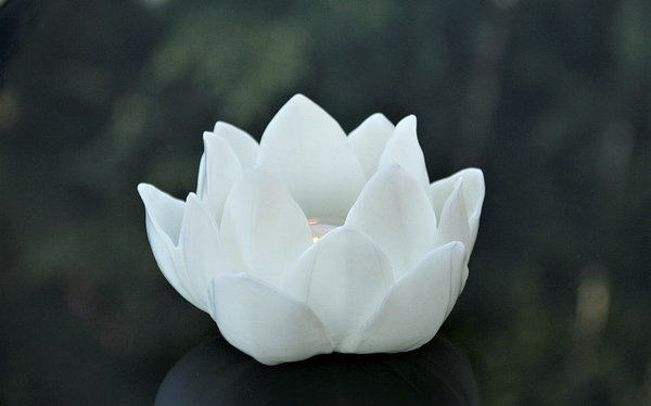 Lotusblüte Lotusblume schwimmend Wachs-Kerze weiß