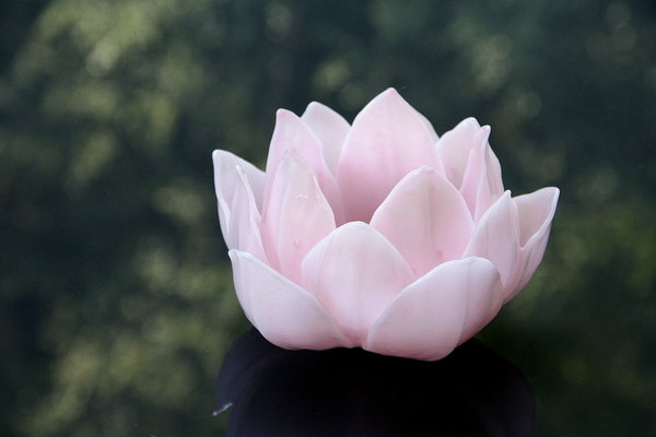 Lotusblüte Lotusblume schwimmend Wachs-Kerze rosa