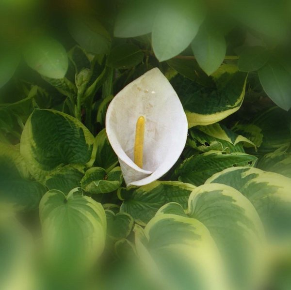 Dekoblüte Calla weiß Steinzeug frostfest handgetöpfert h23 cm