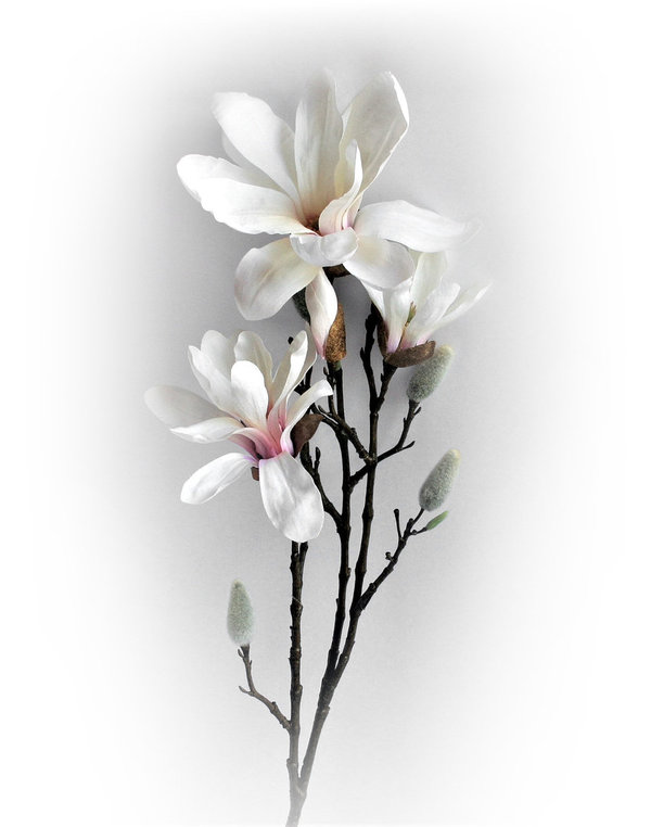 Magnolienzweig Deko Seidenblume künstlich creme-rosa 85 cm